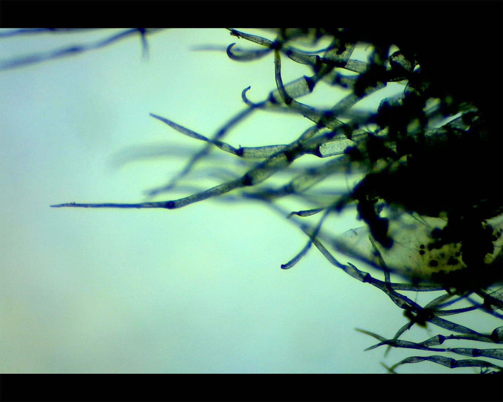  by BeataBlaszczok FineArt BeautyOfPlants 1 1650 copy