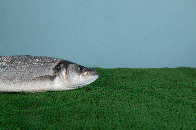  by aoife tighe photography burial 05.gif