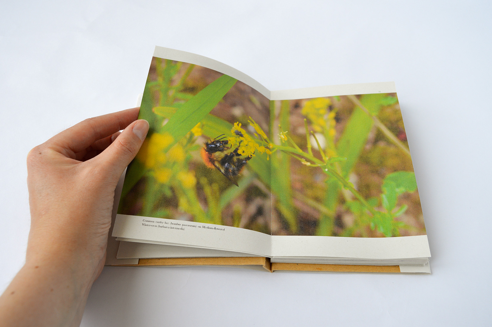  by SarahSullivan VisualCommunications Here for a Limited Time Only 3 1650