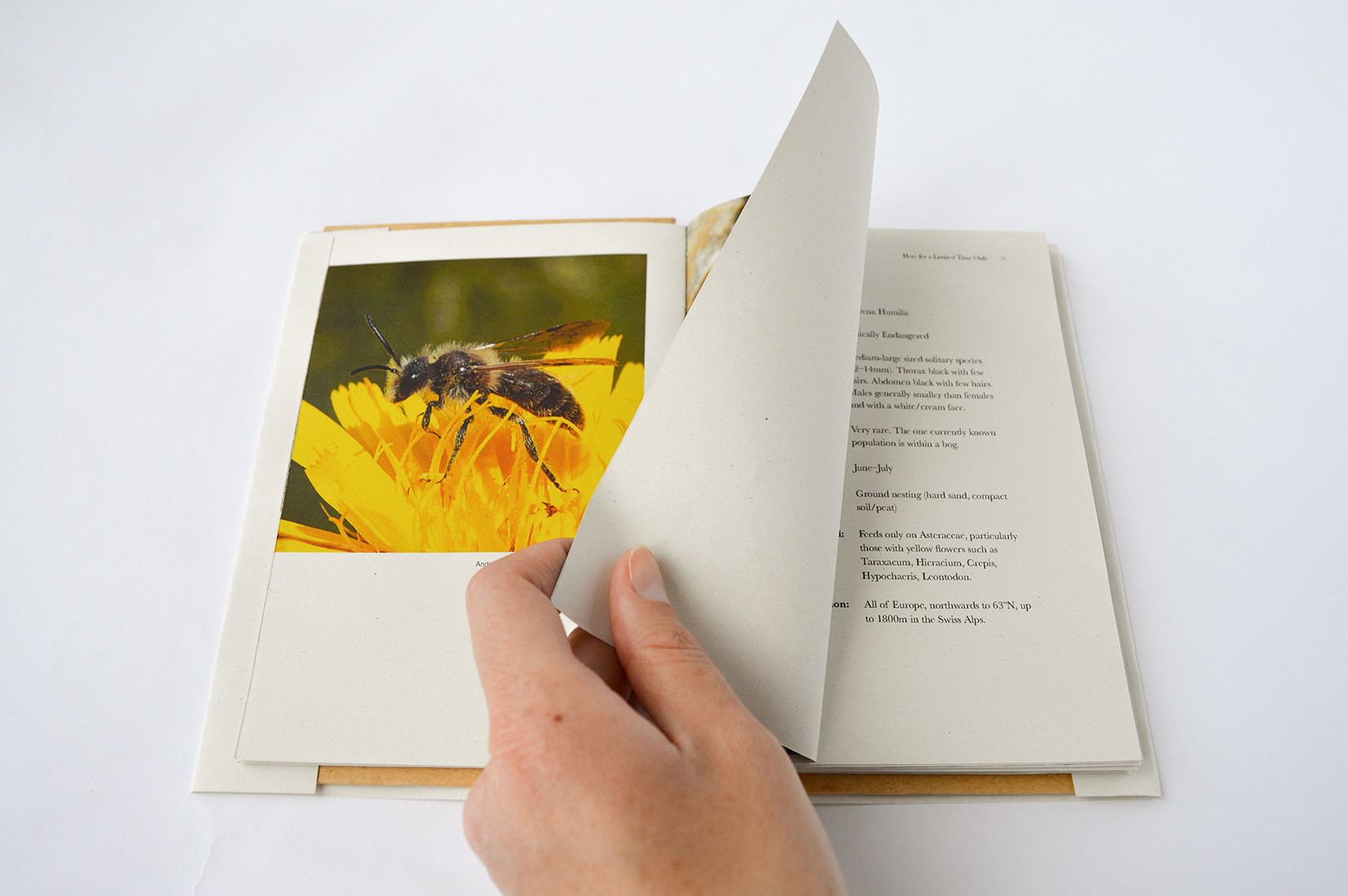  by SarahSullivan VisualCommunications Here for a Limited Time Only 4 1650